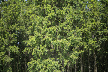 Fototapeta premium Spruce forest. Spruce against the sky. Coniferous tree in nature.