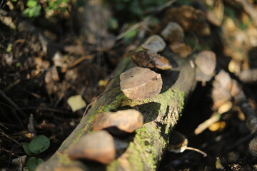 Fototapeta premium Stones in the woods. Dry creek. Stones in nature.