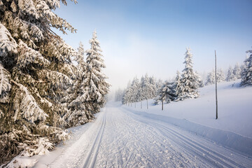 Obraz premium Winter forest trail with cross-country ski track in mountains. Snowy landscape