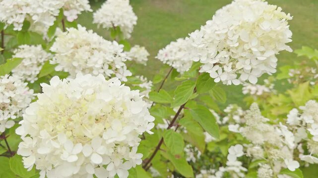 Hydrangea paniculata 'Diamant Rouge' in flower