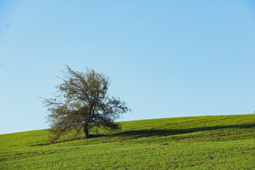 Obraz premium tree on a hill, Lone tree in a green meadow, Colorful spring landscape, green grassland and blue sky, Wallpaper landscape