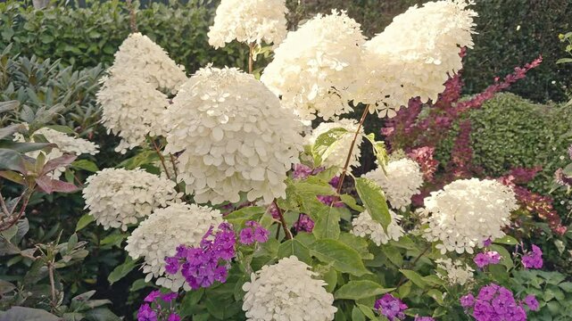 Shrub, hydrangea paniculata 'Phantom' in flower