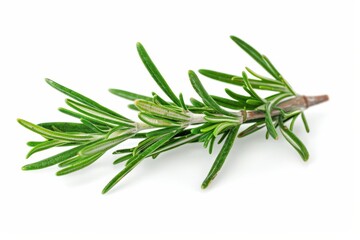 Fototapeta premium Isolated fresh rosemary sprig on white background