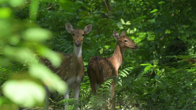 Two wild Spotted Deer (Axis axis) make eye contact before quickly disappearing into the dense jungle of Valmiki Tiger Reserve. Prey instinct b-roll.