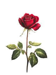 single red rose
