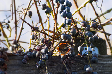 Red admiral butterfly (Vanessa Atalanta) perched on grapes in Zurich, Switzerland