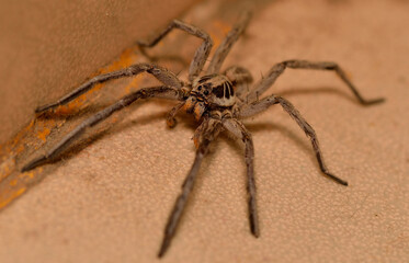 wolf spider stalking its prey