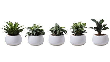 Obraz premium Five Green Plants in White Pots. Transparent Background.