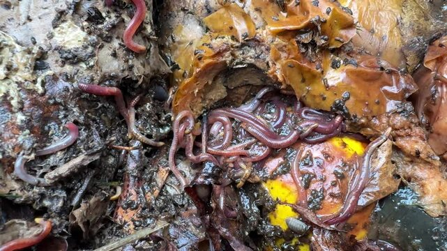 Worms in a compost bin feeding on rotten apples