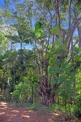 Massive tree with aerial roots and lush green canopy in Great Otway National Park