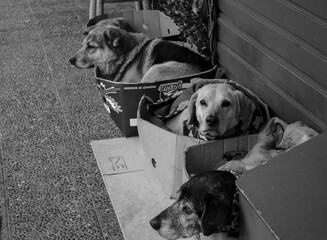 Perritos sin familia