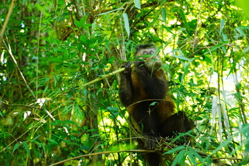 Obraz premium Black capuchin monkey at Iguazu Falls in Argentina - アルゼンチン イグアスの滝 黒ザル