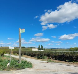 Crossroad in vineyards