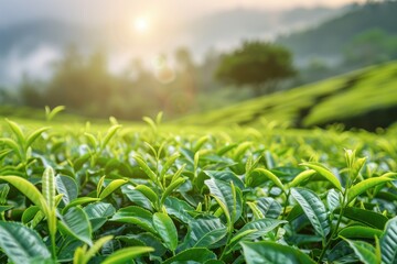 Obraz premium Morning in tea plantation with green tea leaves