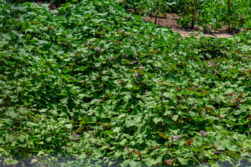 plantação de batata doce em uma horta