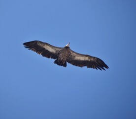 Snow-capped Himalayan mountain tops and glaciar peaks in Nepal