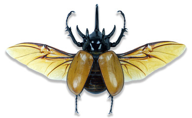 Big yellow rhinoceros beetle Eupatorus gracilicornis showcasing its vibrant colors and intricate...