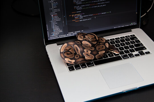 Ball python snake on a laptop, software development with python programming language concept