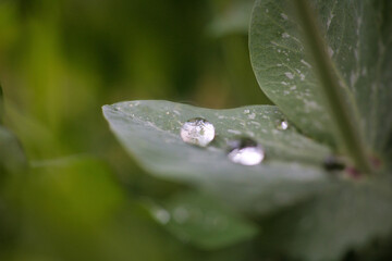 雨上がりの葉っぱに乗った水滴