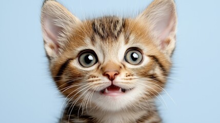 Fototapeta premium Adorable Brown Tabby Kitten with Wide Eyes Looking Curious