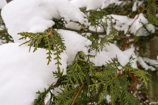 Thuja branches covered with snow close up, winter background