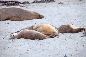 A sea lion resting peacefully on a sandy beach in their natural coastal habitat