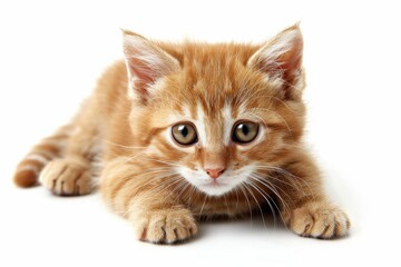 Obraz premium Photo of cute kitten on white backdrop