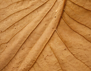 Closse-Up of Dry Leaf with Vanes, macro. Generated image