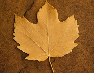 Dry Maple Leaf on Beige Background. Generated image