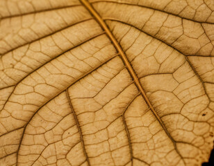 Closse-Up of Dry Leaf with Vanes, macro. Generated image