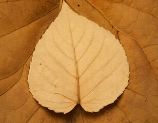 Dry Maple Leaf on Beige Background. Generated image