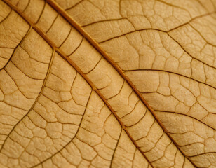 Closse-Up of Dry Leaf with Vanes, macro. Generated image