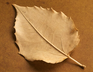 Dry Maple Leaf on Beige Background. Generated image