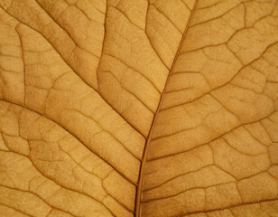 Closse-Up of Dry Leaf with Vanes, macro. Generated image