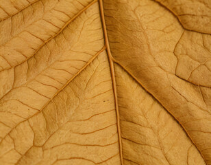 Closse-Up of Dry Leaf with Vanes, macro. Generated image