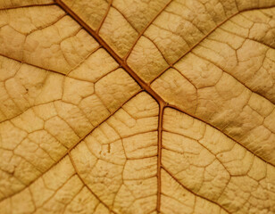 Closse-Up of Dry Leaf with Vanes, macro. Generated image