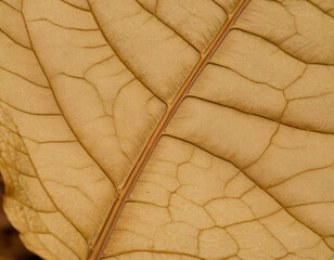 Closse-Up of Dry Leaf with Vanes, macro. Generated image