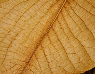 Closse-Up of Dry Leaf with Vanes, macro. Generated image