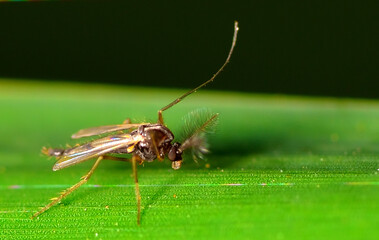 mosquito resting on a leaf