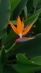 Close-up of vibrant orange Bird of Paradise flower with green leaves