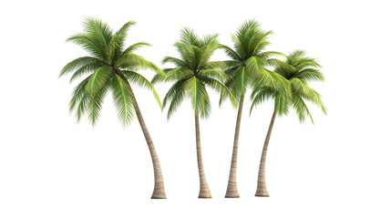 Obraz premium a coconut tree isolated on a transparent background