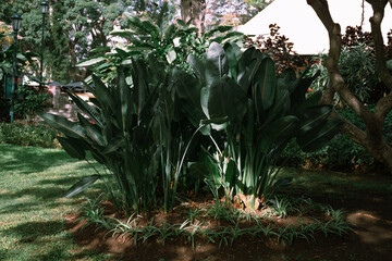 A dense cluster of large green leaves captures the essence of a serene park. Sunlight filters...