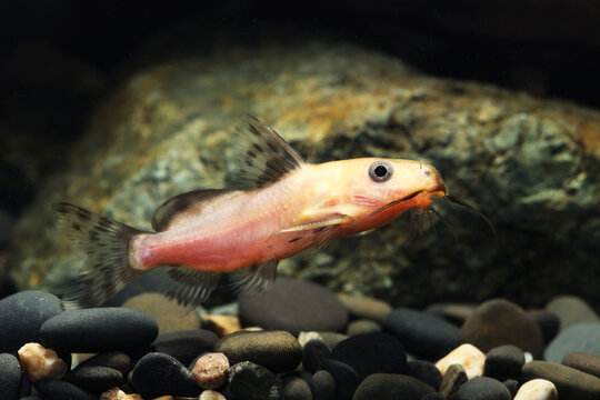 Gold Nigrita Catfish (Synodontis nigrita)