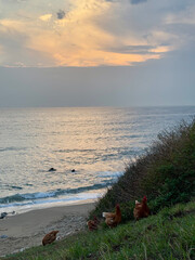 rooster and hen in nature with sea view