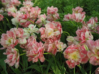 Obraz premium Pink Double Tulips in Full Bloom at Keukenhof Garden, Netherlands 