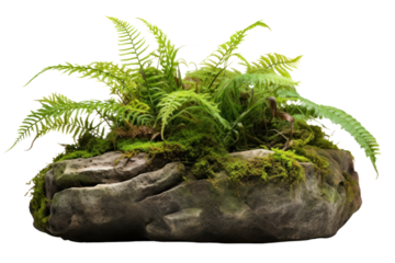 Dense greenery of a tropical bush with intertwined ferns and moss on a rugged stone base in a jungle environment isolated on white background