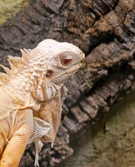 iguana on the rock
