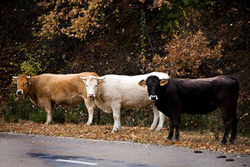 Tres vacas de tres colores mirando a cámara
