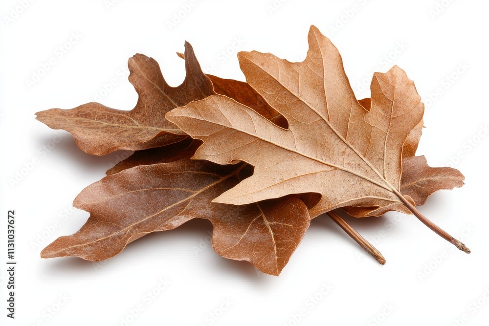 Poster dry autumn leaves display intricate textures in a simple arrangement on a white surface