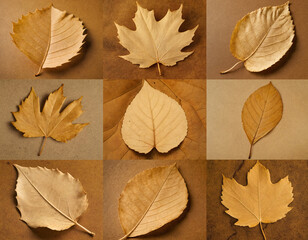 Dry leaves on a beige background, collage - poster. Generated image